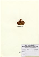 藏品(囊藻)的圖片